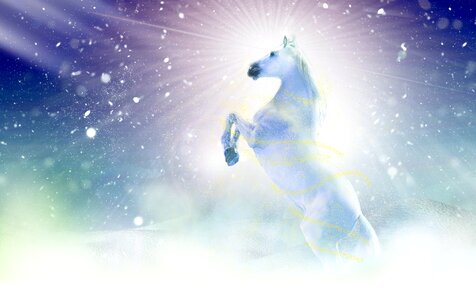 Snow nature horse
