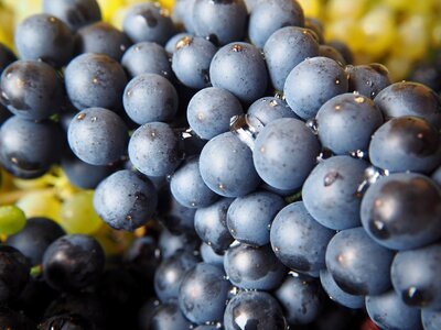 Red wine winegrowing