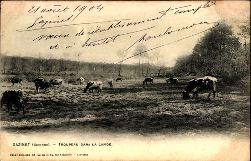 Gazinet - Troupeau de vaches
