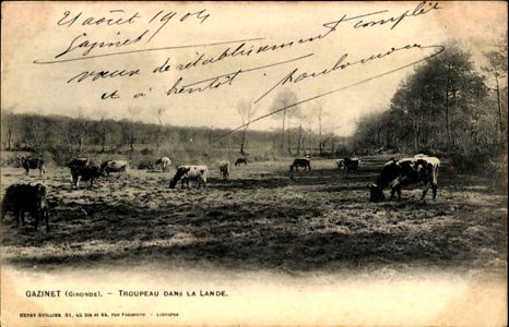 Gazinet - Troupeau de vaches