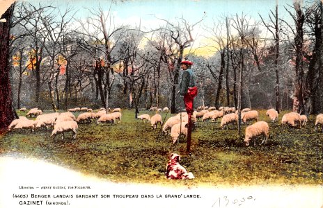 Gazinet - Troupeau de moutons et berger photo