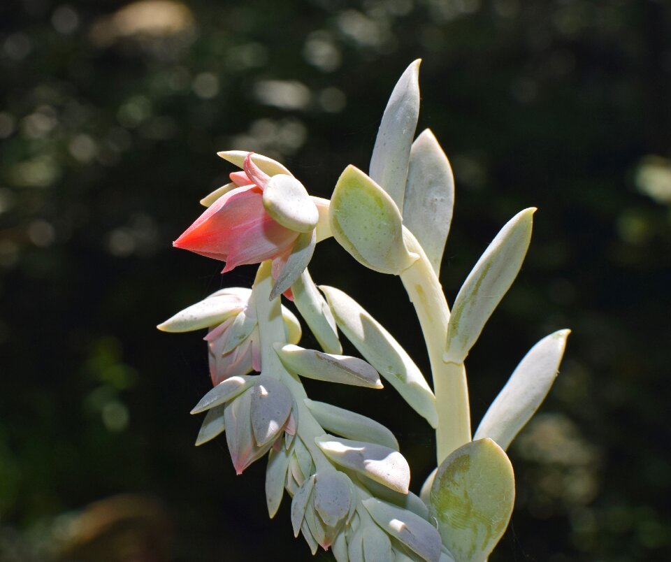 Blossom bloom nature