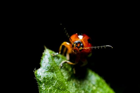 Dark beetle bug