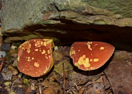 Fungi plant nature