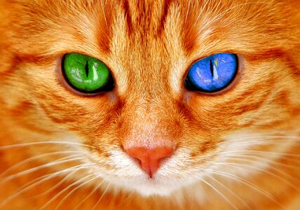 Blue green cat's eyes