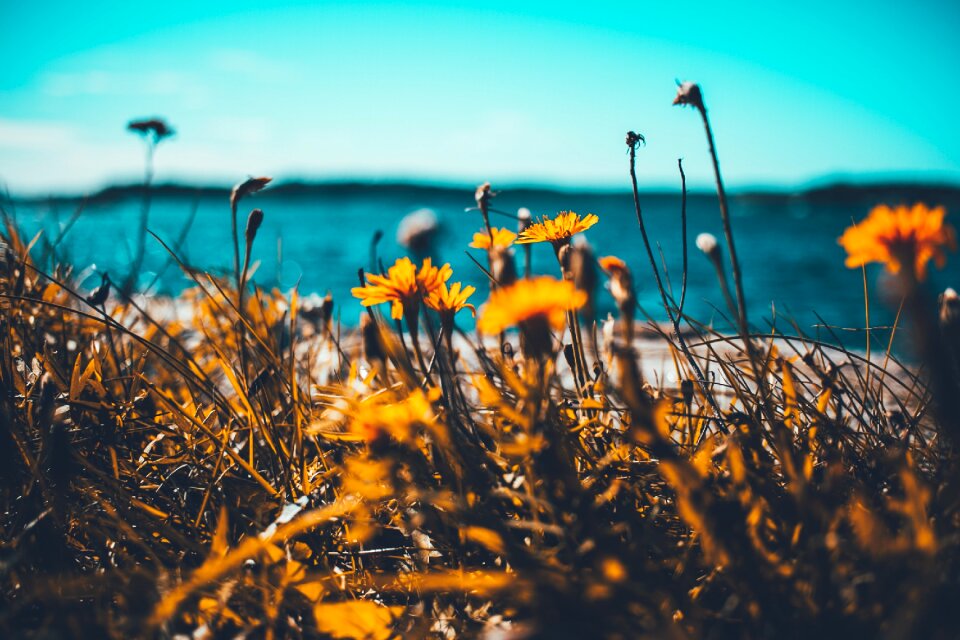 Coast grass flower