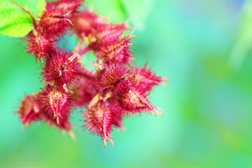 Turquoise brown botany