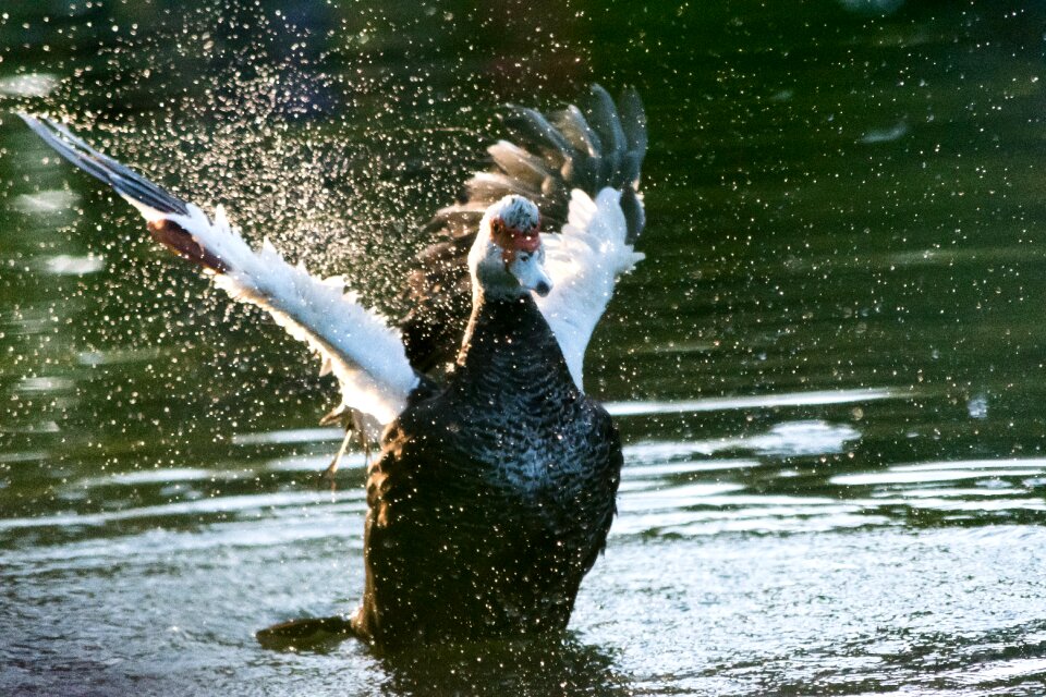 River lake wildlife