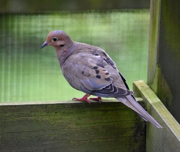 Dove avian green morning photo