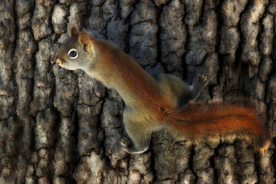 Forest nature animal