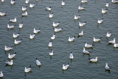 Chroicocephalus ridibundus small gull migratory