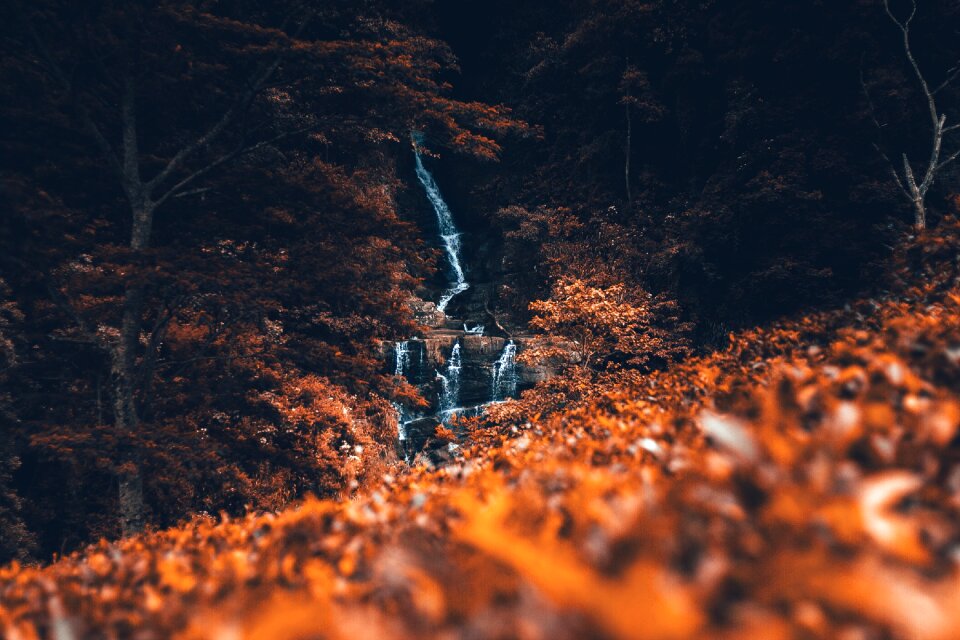 Blur trees plant