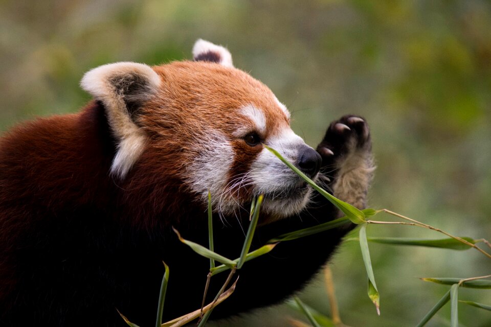Nature cute red panda