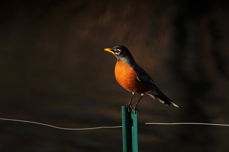 Beak feather animal