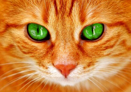 Cat's eyes face tiger