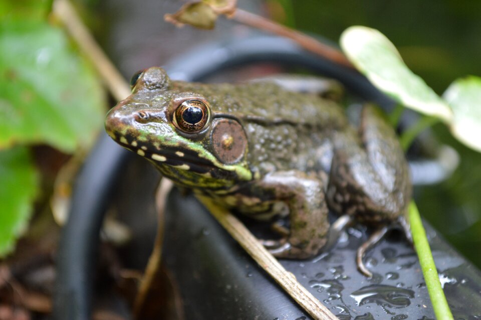 Wildlife amphibian pond