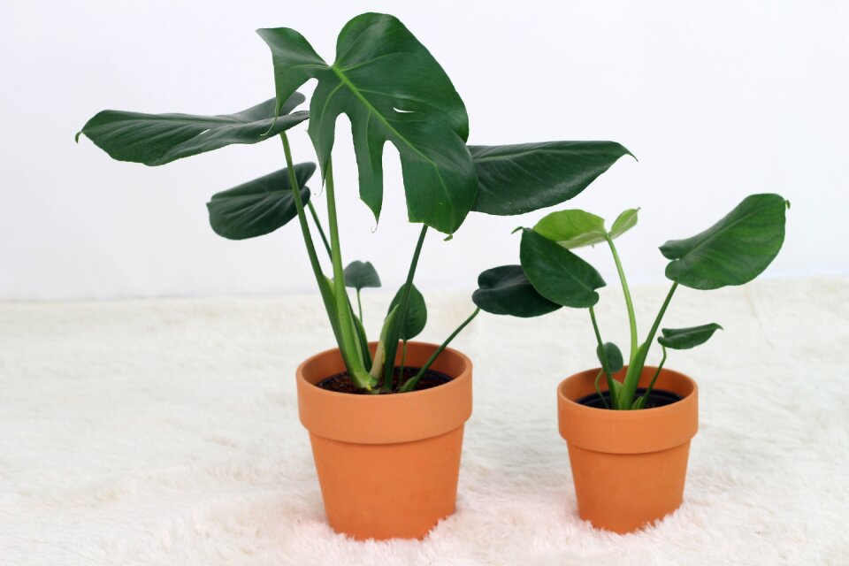 Fine dust air purification plants nature