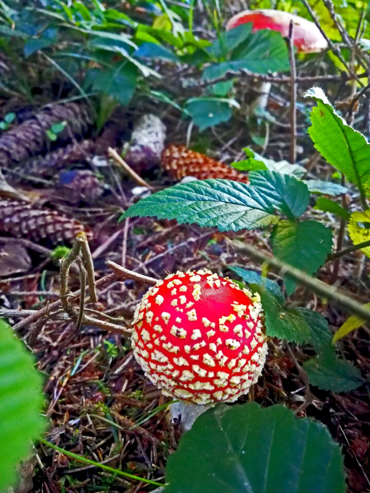 Red fly agaric mushroom toxic nature