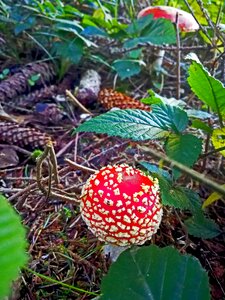 Red fly agaric mushroom toxic nature photo
