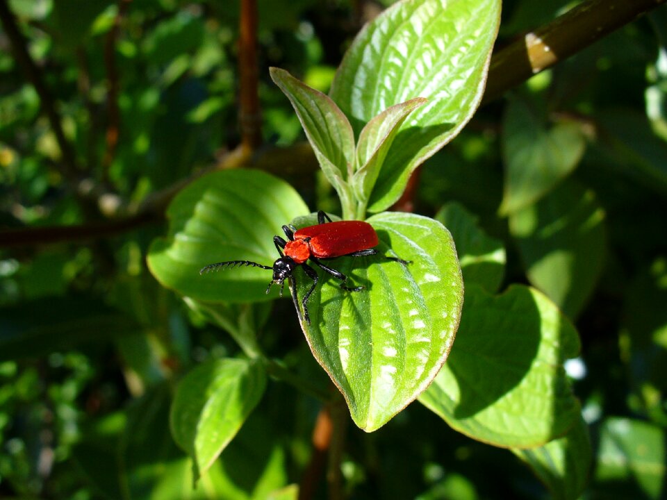 Beetle antenna comb