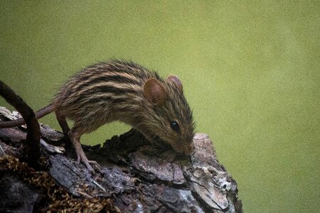 Animal rodent mouse photo