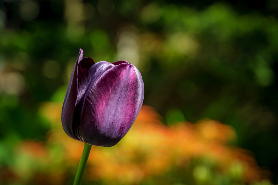 Flower plant summer