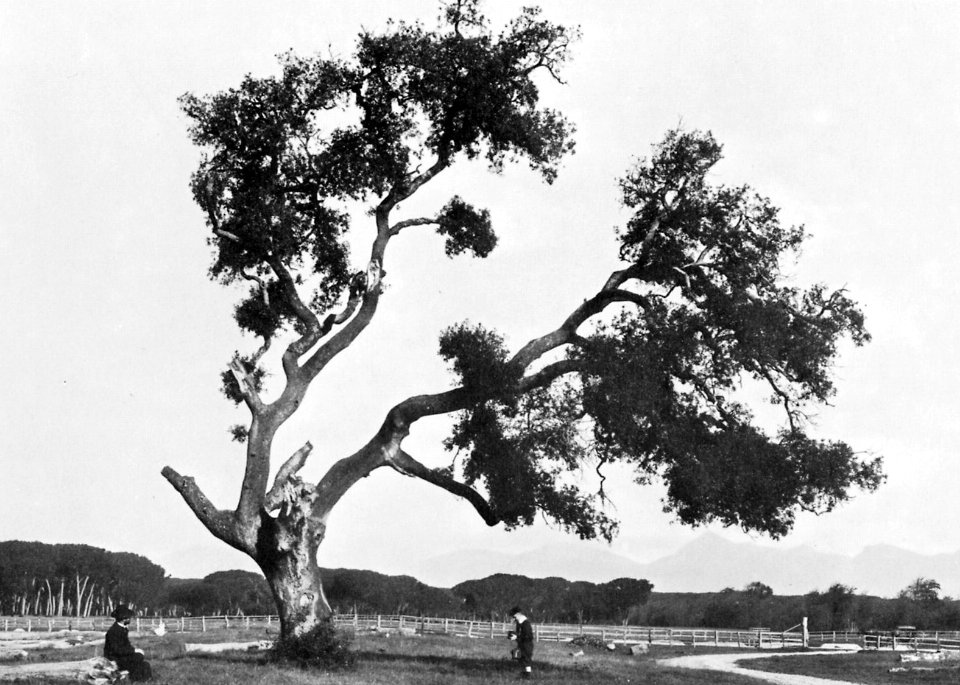 Gebrüder Alinari - Eine Eiche bei San Rossore (Zeno Fotografie)