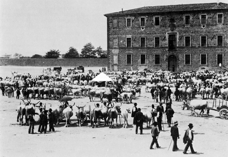 Gebrüder Alinari - Viehmarkt in der nähe von Siena (Zeno Fotografie)