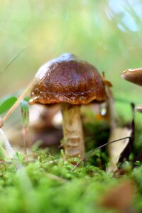 Forest mushroom forest floor brown