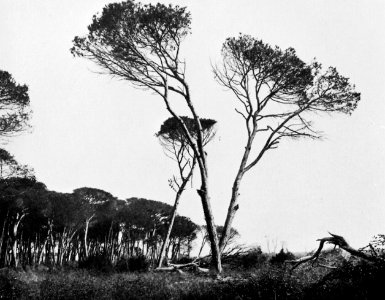 Gebrüder Alinari - Kiefernwald in der Nähe von San Rossore (Zeno Fotografie)