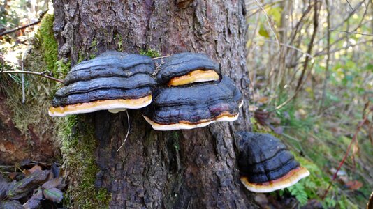 Forest sponge tree fungus photo
