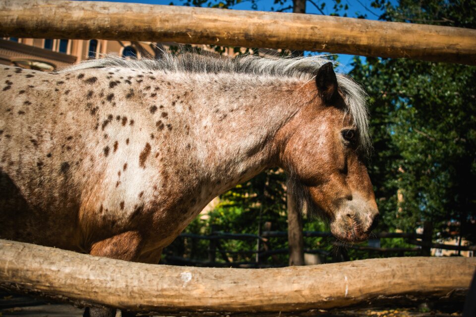 Animals nature horse