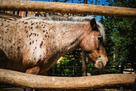 Animals nature horse
