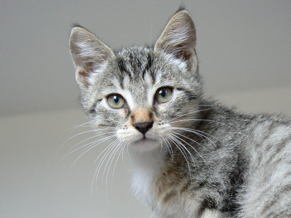 Cute domestic animal feline