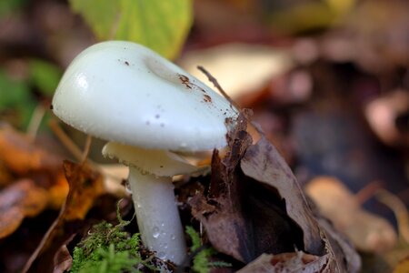 Forest mushroom forest floor white