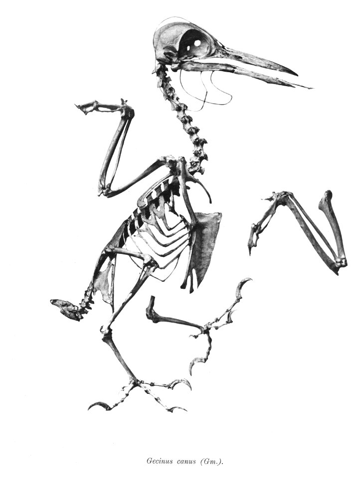 Gecinus canus 140