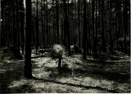Gedeckte Offiziersunterstände des Infanterieregimens Nr. 62 im Wald östlich Janòw. (BildID 15589134)