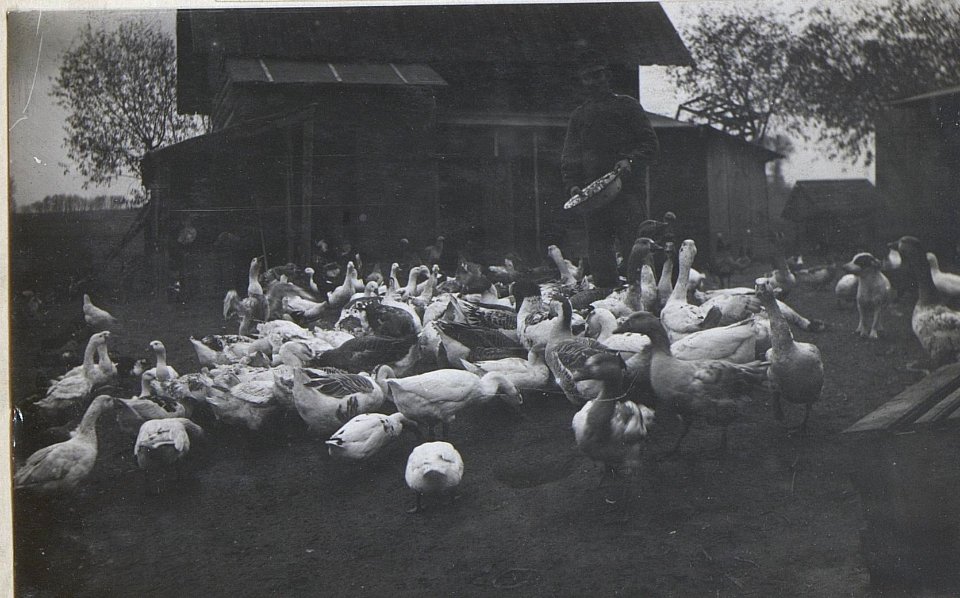 Geflügelzucht in Wladimir Wolinsky, 4.Armeekommando (BildID 15694195)