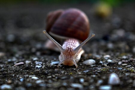 Slug snail conch