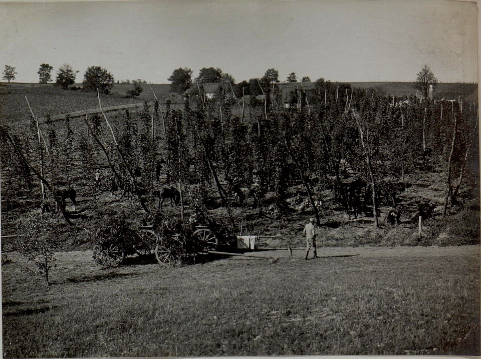 Gegen Fliegersicht verdeckte Protzen und Pferde einer Artillerieabteilung, Schwere Haubitzenbatterie 2 in einem Hopfengarten, Mulde bei Bol Zagorze (BildID 15442279)