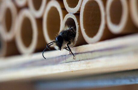 Bee macro bee house