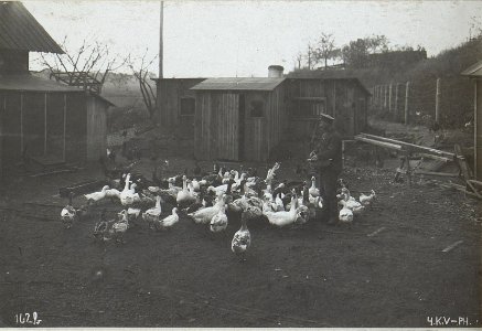 Geflügelzucht beim 4.Armeekommando in Wladimir Wolinsky (BildID 15694118)
