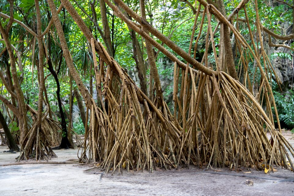 Thailand phuket nature