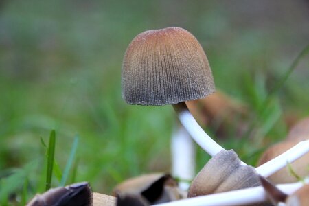 Forest mushroom forest floor brown