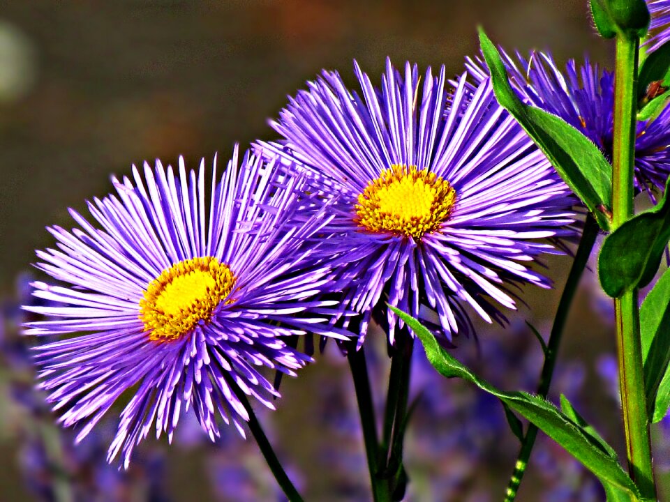 Nature garden plants