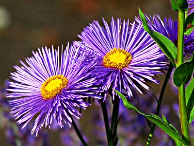 Nature garden plants