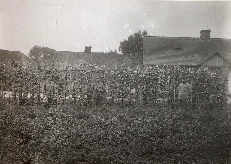 Gemüsegarten Cholm (BildID 15696113)