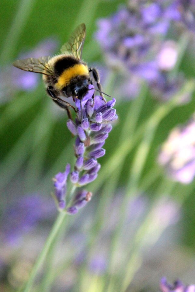 Insect plant lavender