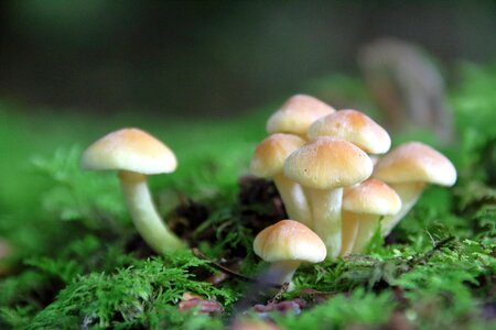Forest mushroom forest floor white