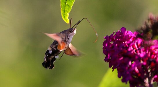 Summer insect garden photo